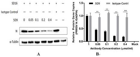PRRSV broad-spectrum neutralizing monoclonal antibody 5d9 and its application