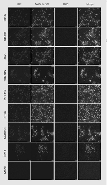 PRRSV broad-spectrum neutralizing monoclonal antibody 5d9 and its application