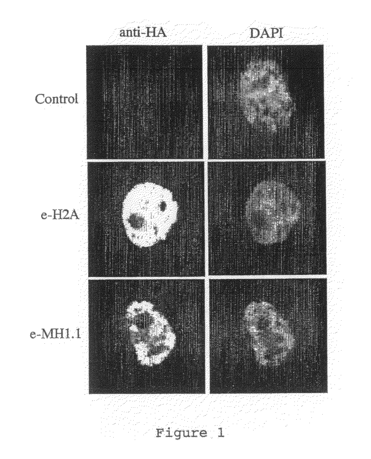 Inhibitors of PARP Activity and Uses Thereof
