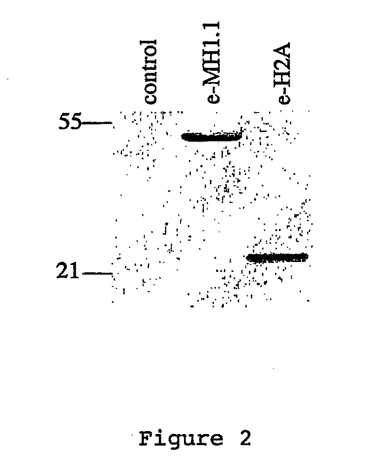 Inhibitors of PARP Activity and Uses Thereof