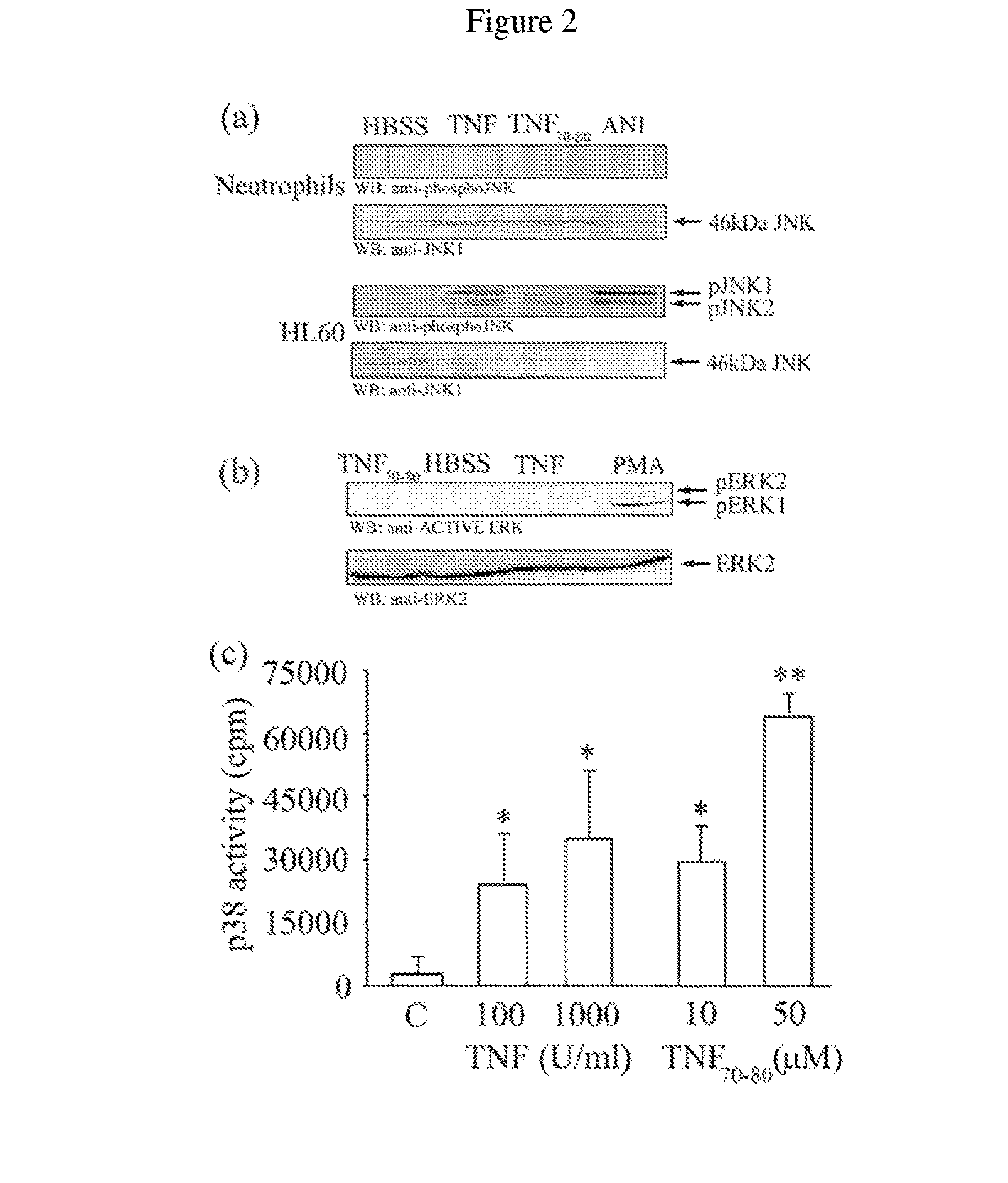 Methods of identifying agents that selectively activate p38 and/or NFkB signaling