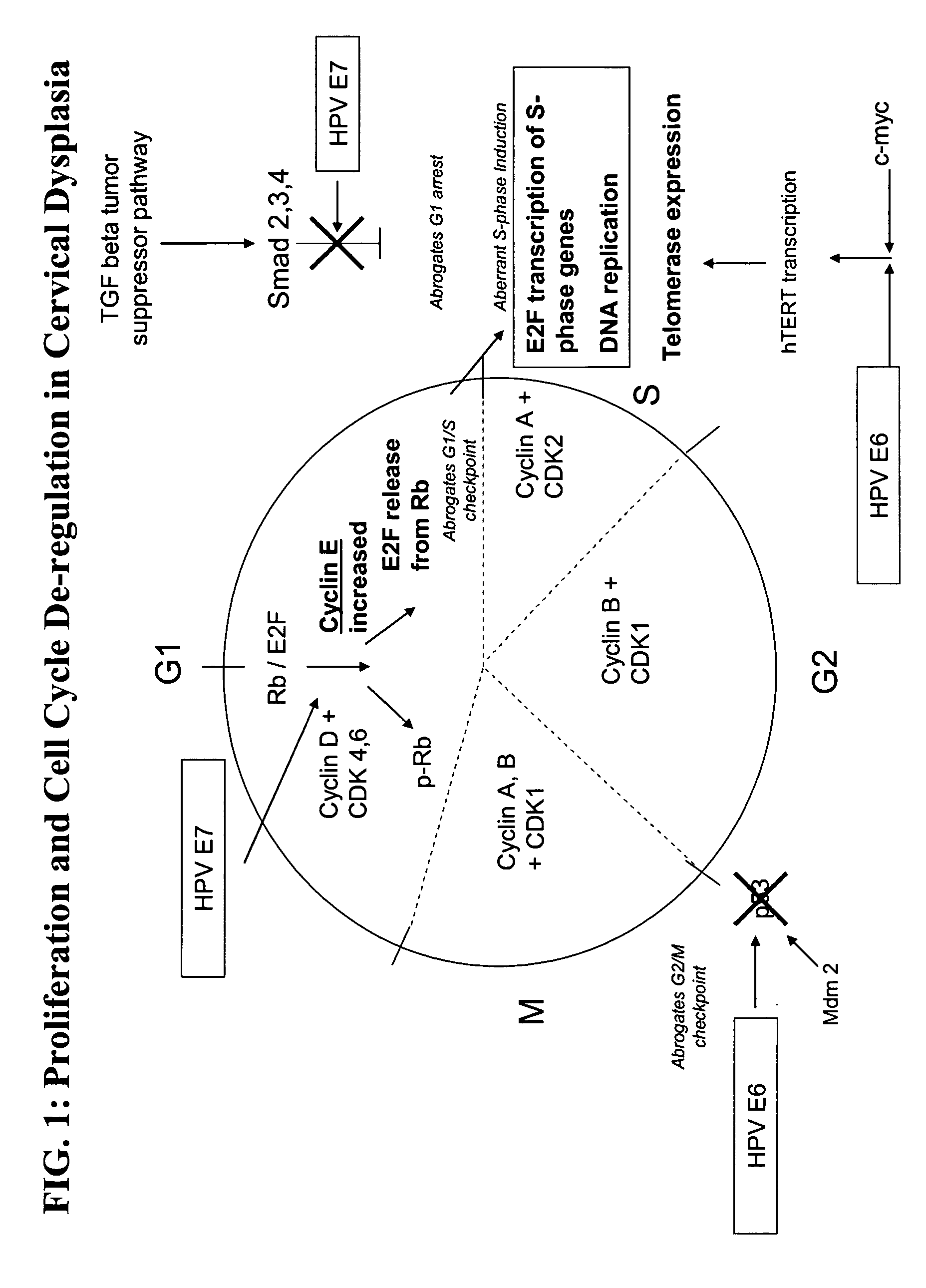 Methods and compositions for the detection of cervical disease