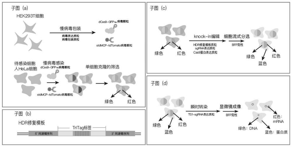 Tags and methods for simultaneous visualization of gene dna, mrna and protein in living cells