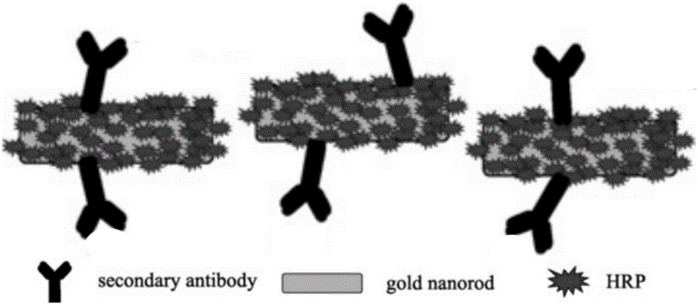 Preparation method of gold nanorod-coupled horse radish peroxidase and carcino-embryonic antigen-labeled antibody