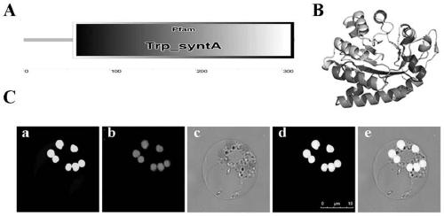 Strobilanthes cusia BcTSA gene, protein encoded by same and application of Strobilanthes cusia BcTSA gene