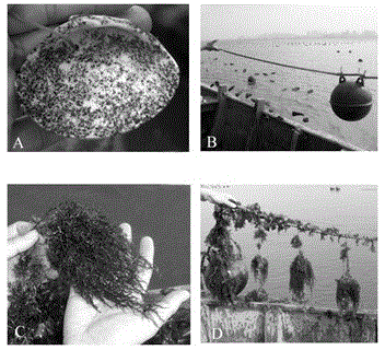 Filament seedling and mariculture method of grateloupia filicina