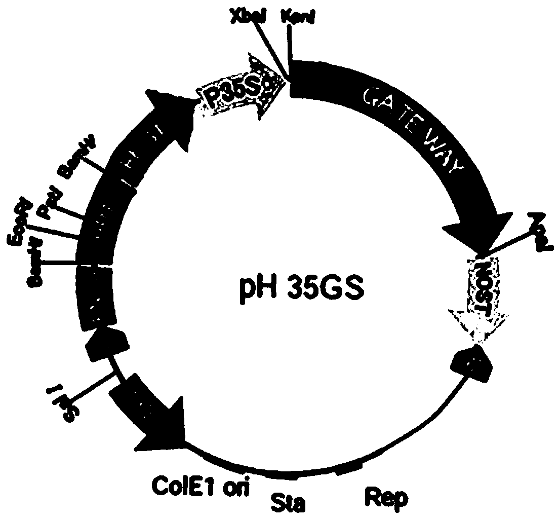 Key gene PeRR12 for regulating adventitious root formation and stem development of poplars as well as expression protein and application of key gene PeRR12