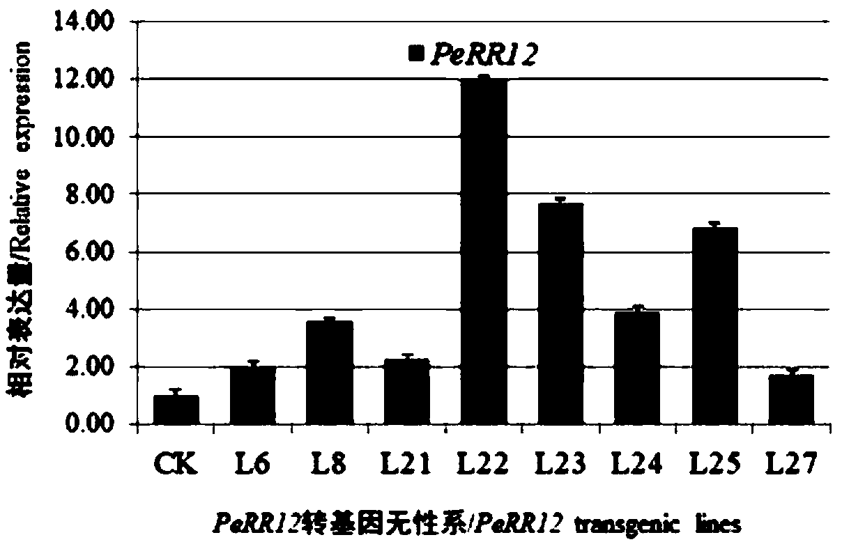 Key gene PeRR12 for regulating adventitious root formation and stem development of poplars as well as expression protein and application of key gene PeRR12