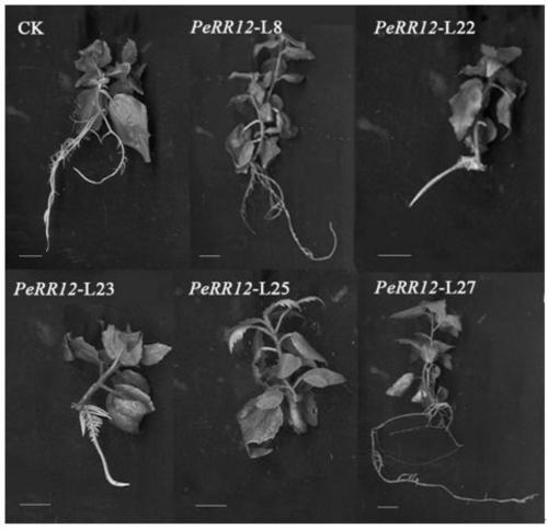 Key gene PeRR12 for regulating adventitious root formation and stem development of poplars as well as expression protein and application of key gene PeRR12