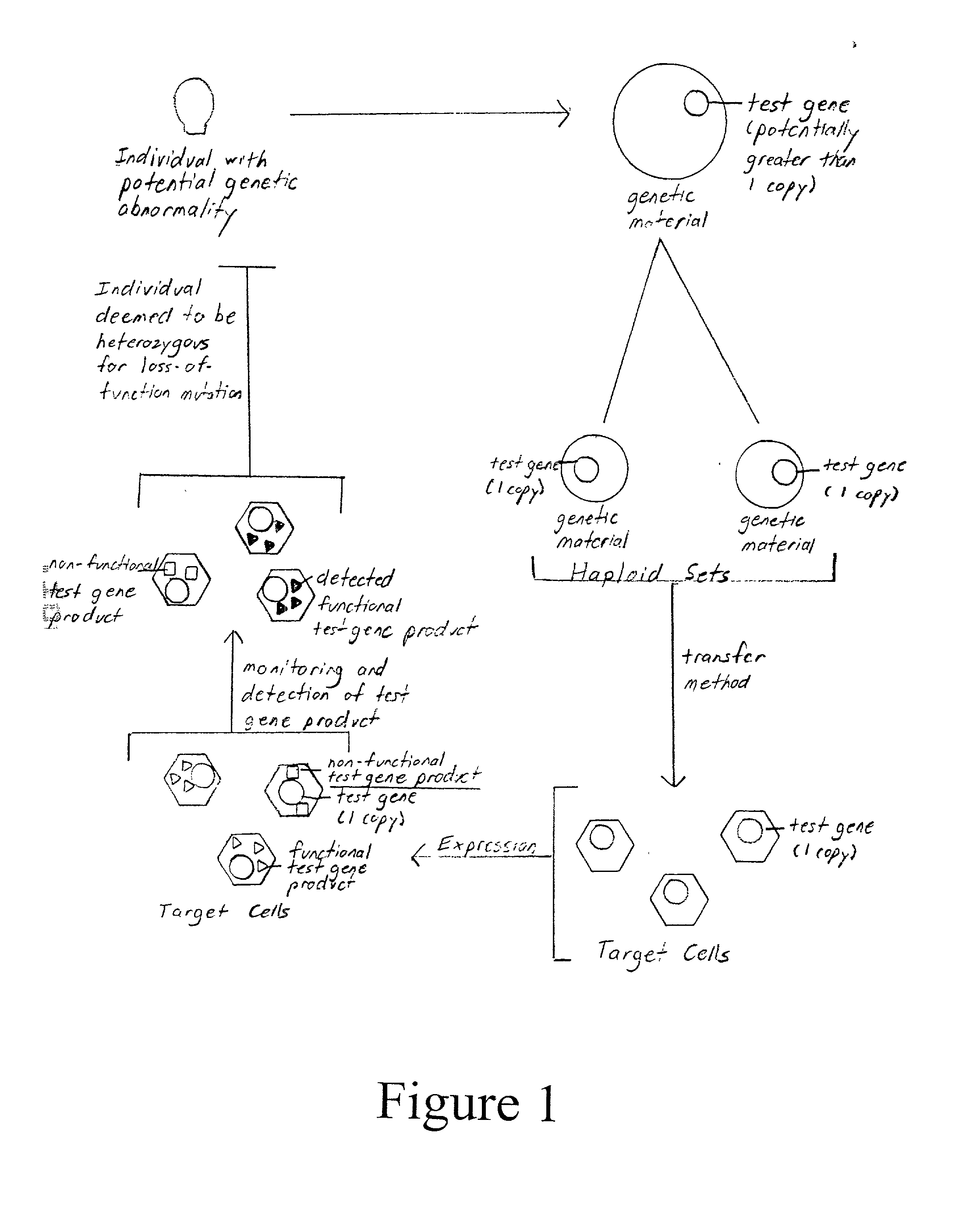 Method of detection and interpretation of mutations through expression or function tests of haploid genes