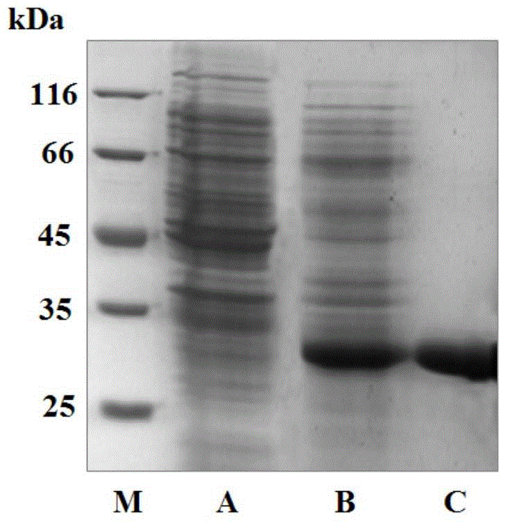 Anti-Abeta42 oligomer single-chain antibody and gene for coding single-chain antibody