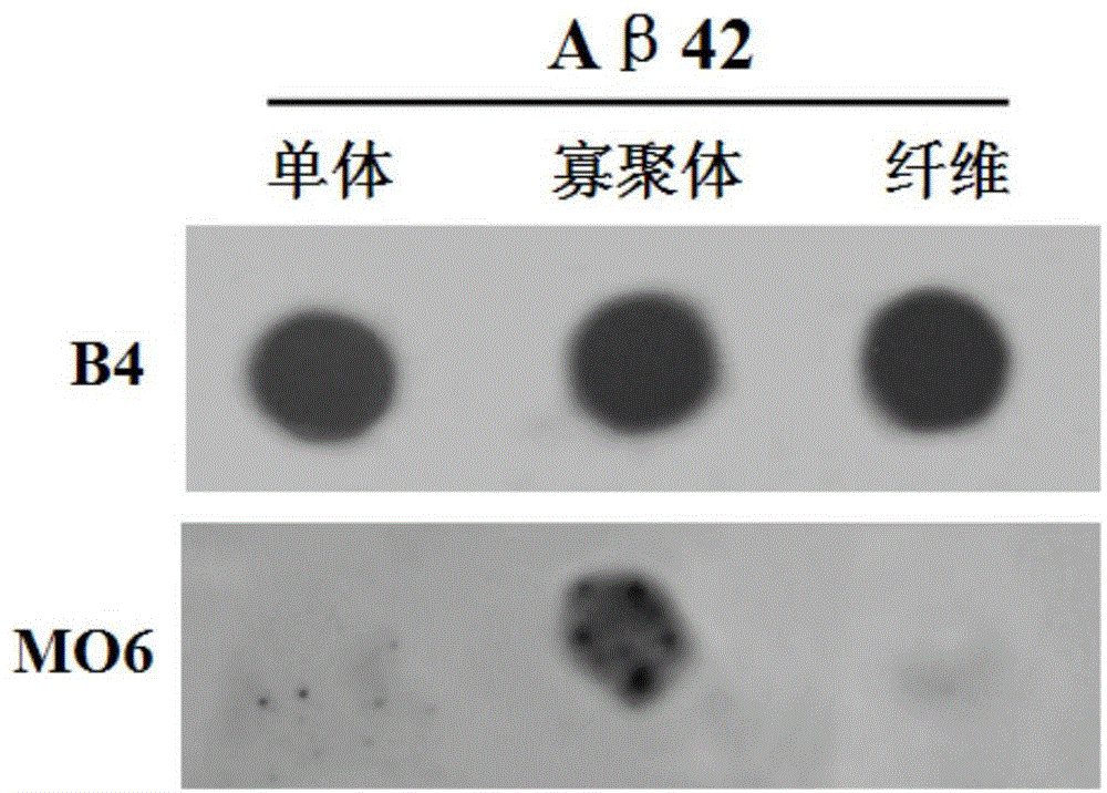 Anti-Abeta42 oligomer single-chain antibody and gene for coding single-chain antibody