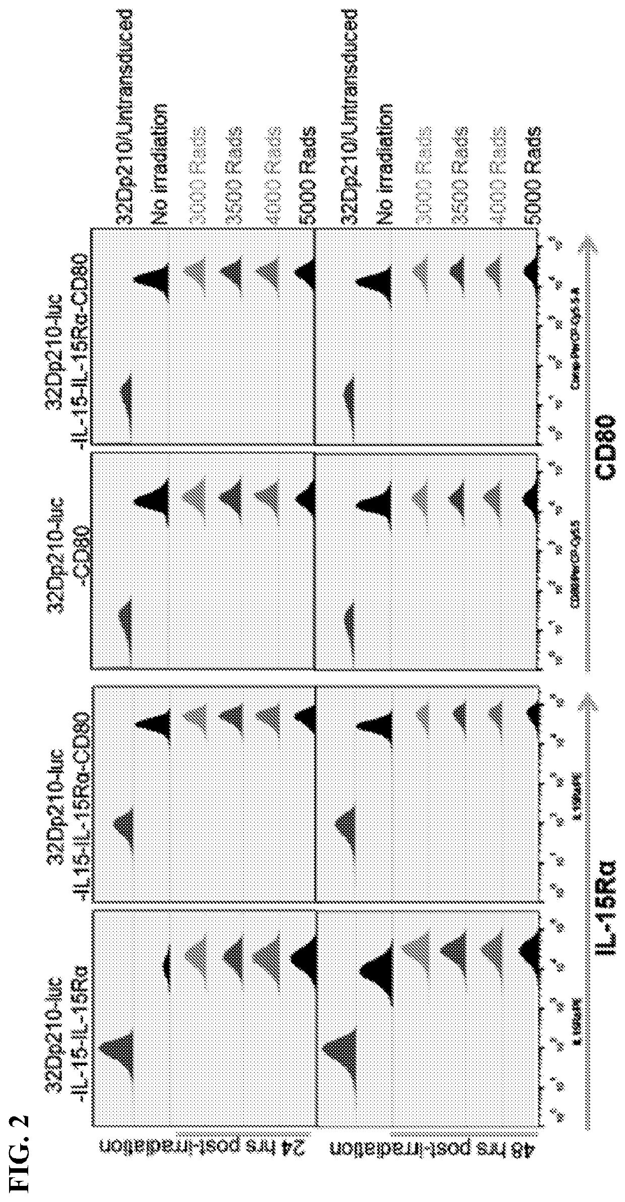 Autologous irradiated whole cell tumor vaccines lentivirally engineered to express cd80, il-15 and il-15 receptor alpha