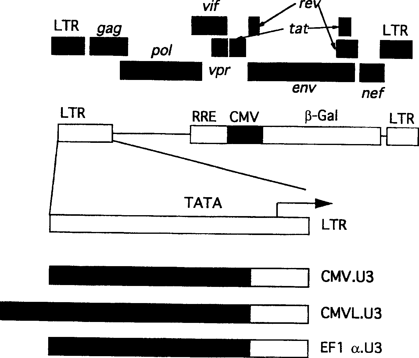 Vector for expressing two foreign genes