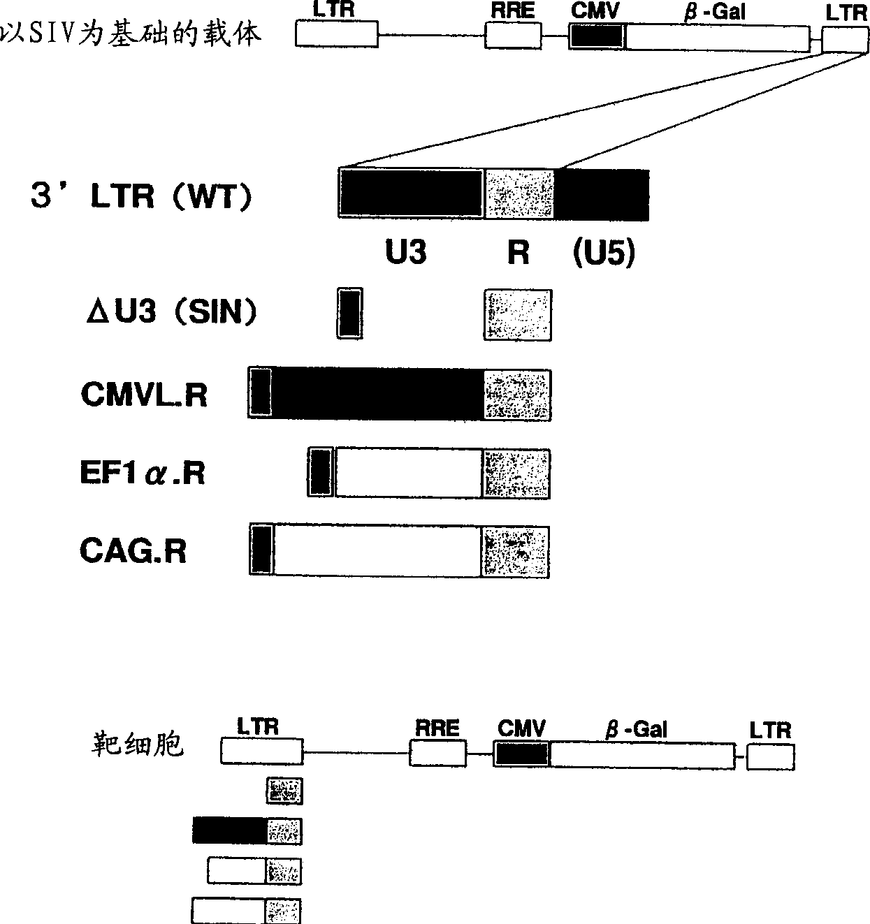 Vector for expressing two foreign genes