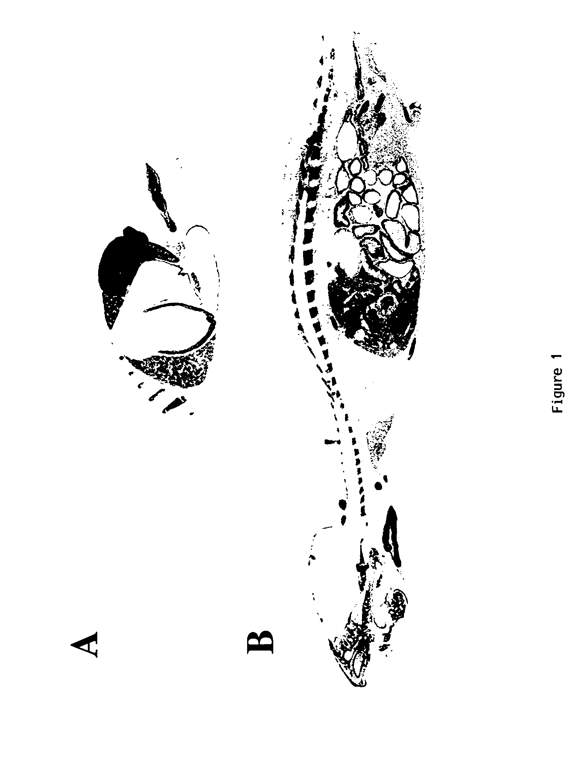 Therapeutic use of the smr1 protein, the smr1 maturation products, specifically the qhnpr pentapeptide as well as its biologically active derivatives