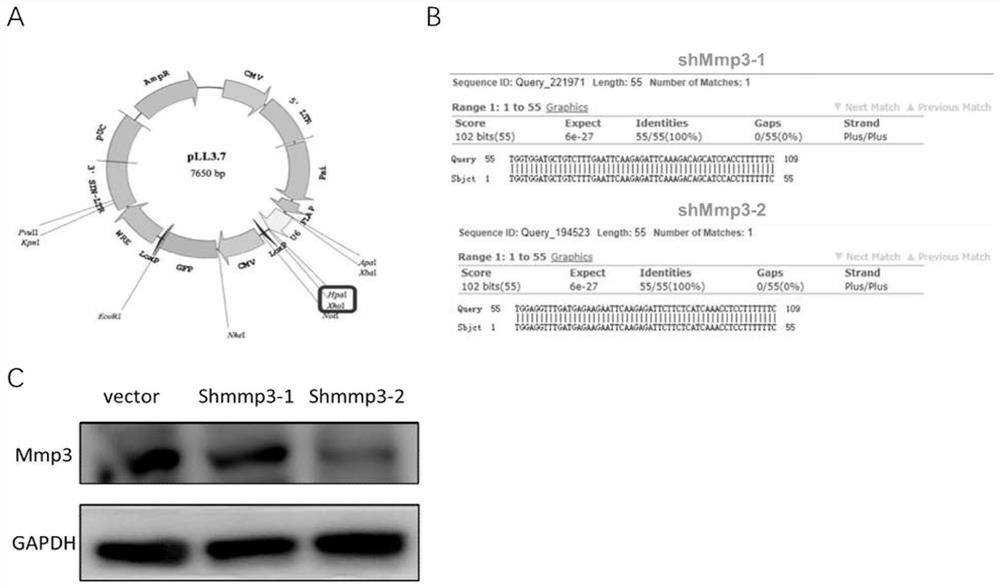 A solid tumor combined therapeutic composition