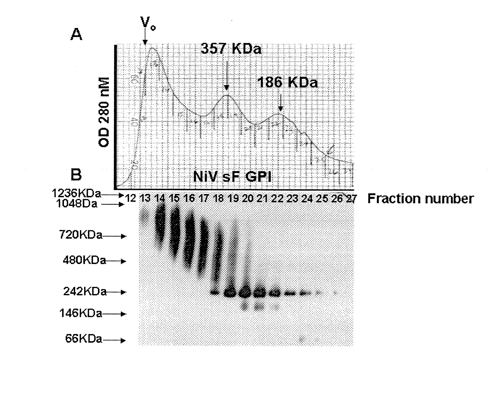 Soluble Forms of Hendra and Nipah Virus F Glycoprotein and Uses Thereof