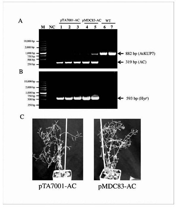 Method for improving adenylate cyclase expression activity and increasing cAMP content in plants