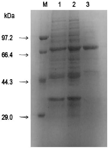 Alcohol dehydrogenase and application thereof in preparing alcohol