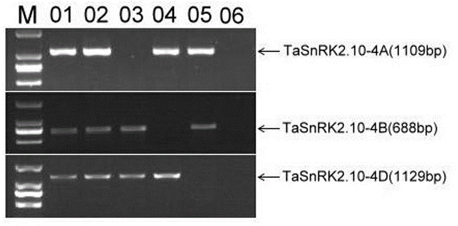 Gene relevant to wheat thousand seed weight, functional marker and application thereof