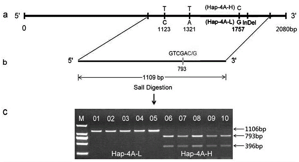 Gene relevant to wheat thousand seed weight, functional marker and application thereof