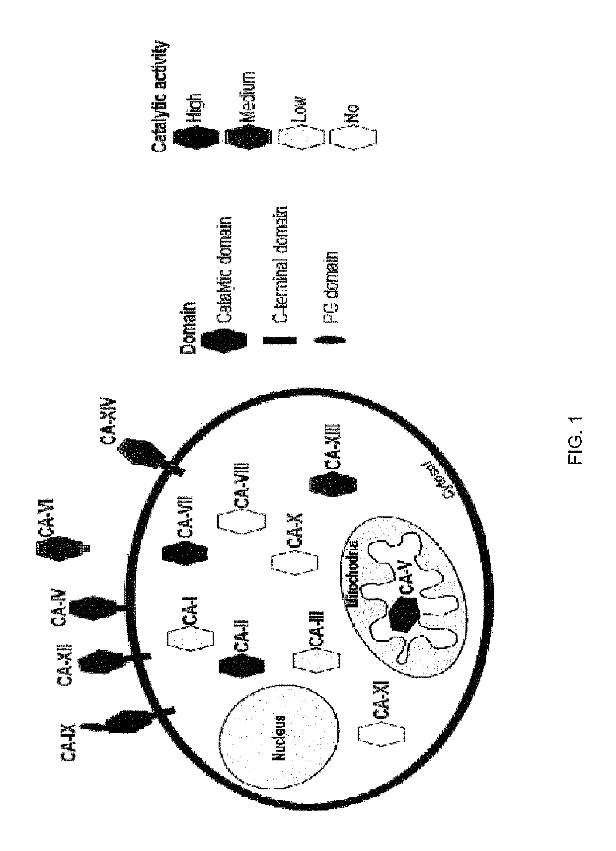 Carbonic anhydrase IX-specific antibodies and uses thereof
