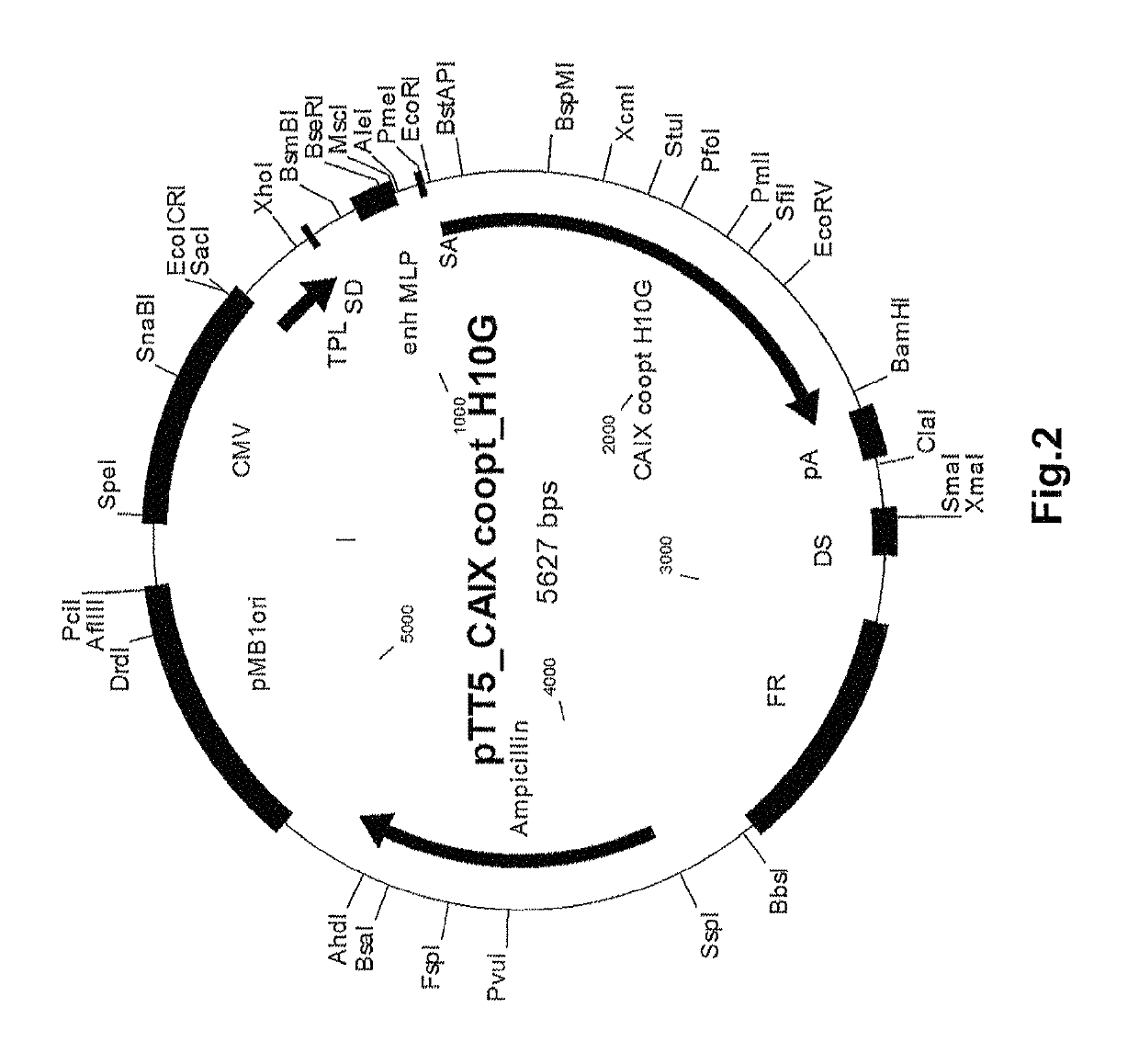 Carbonic anhydrase IX-specific antibodies and uses thereof