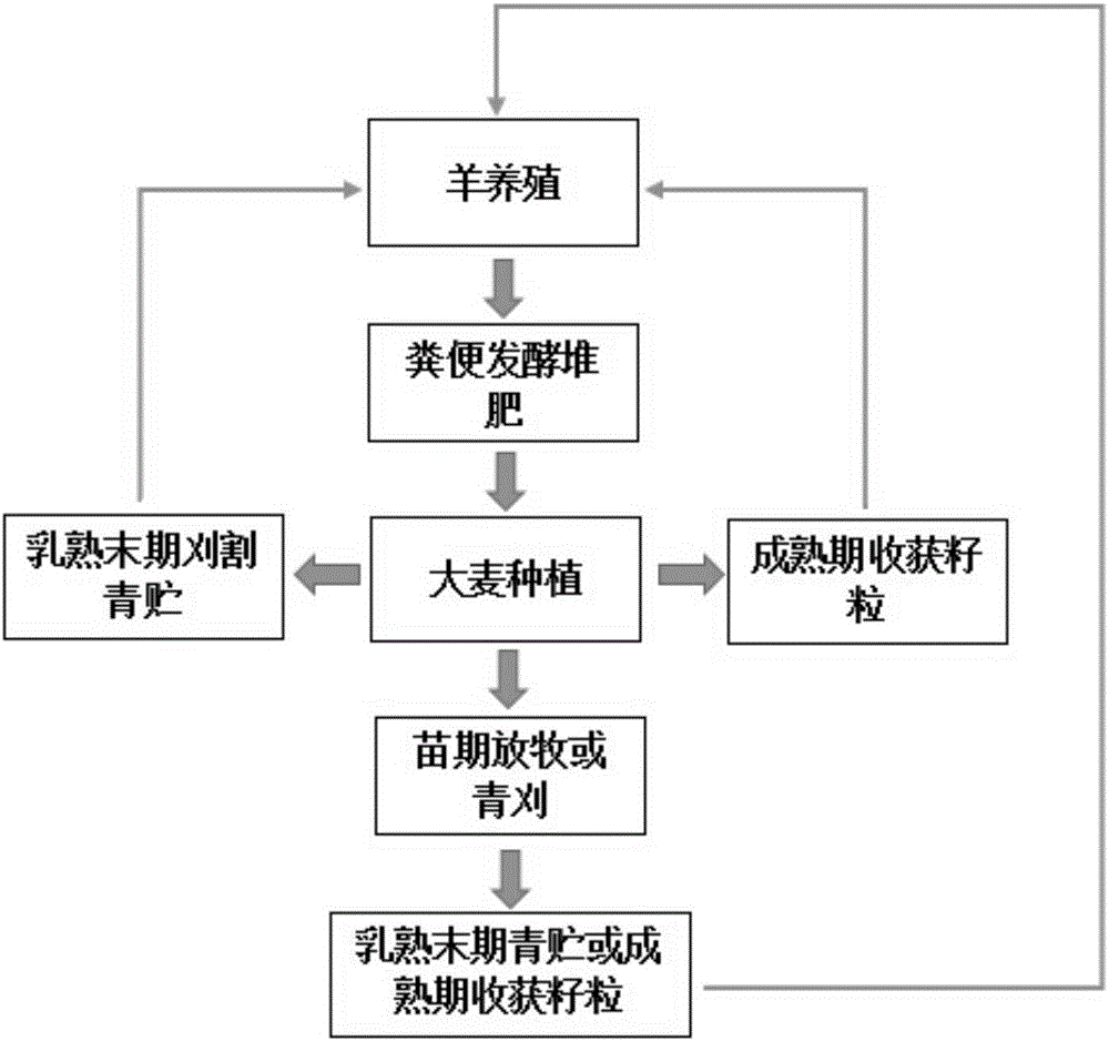 Planting and breeding combination circulation use mode of wheat planting and sheep breeding