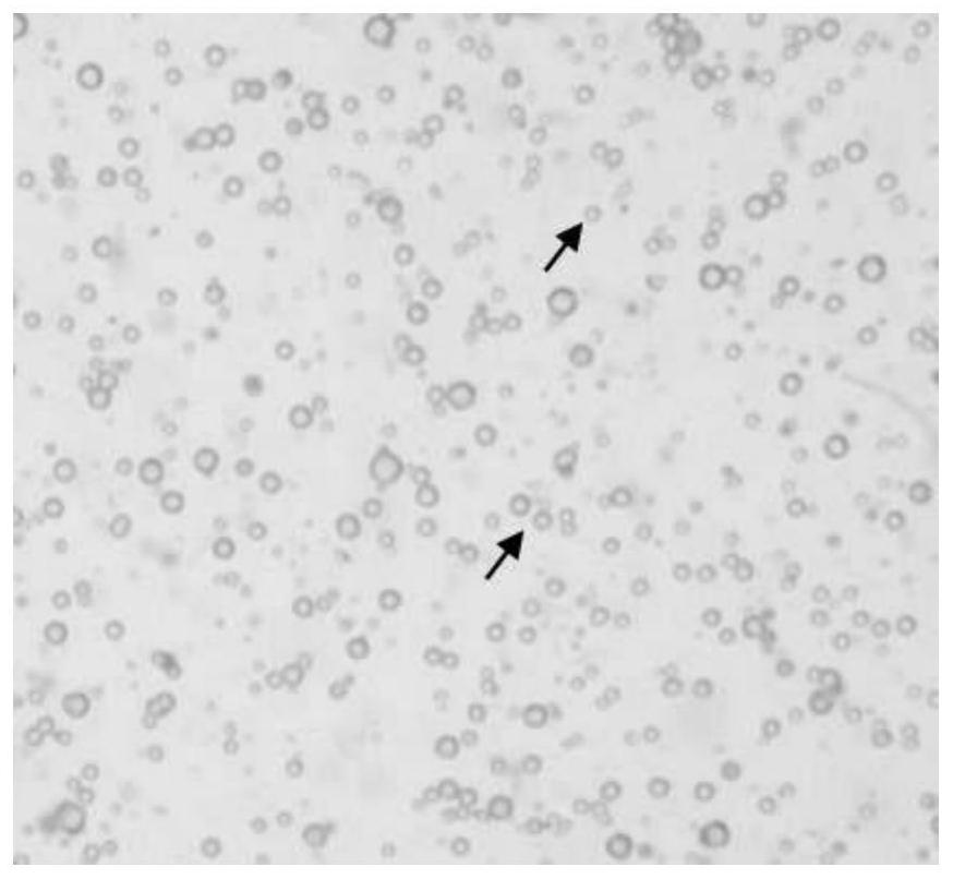 Clanis bilineata tsingtauica cytoplasmic polyhedrosis virus strain as well as proliferation method and application thereof