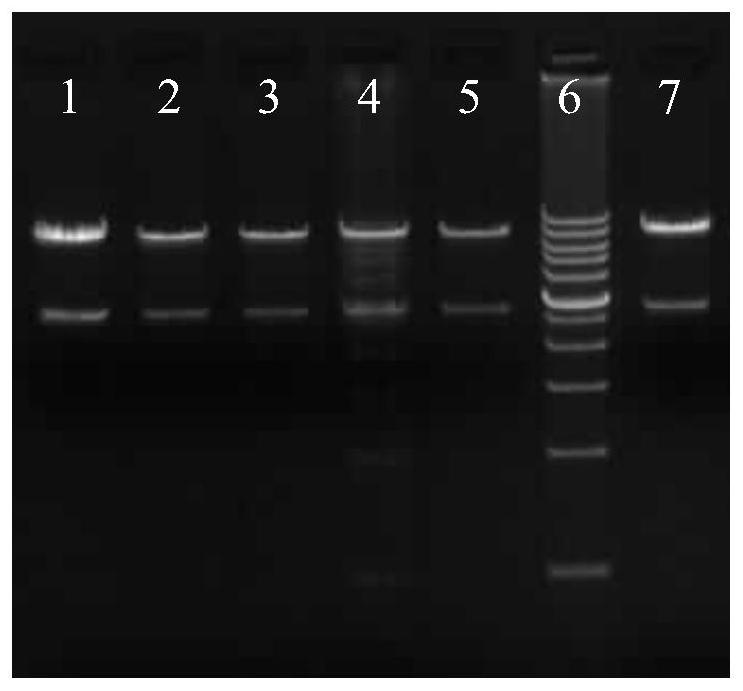 A foot-and-mouth disease virus non-structural protein 3b dominant epitope deletion-marked strain and its preparation method and application