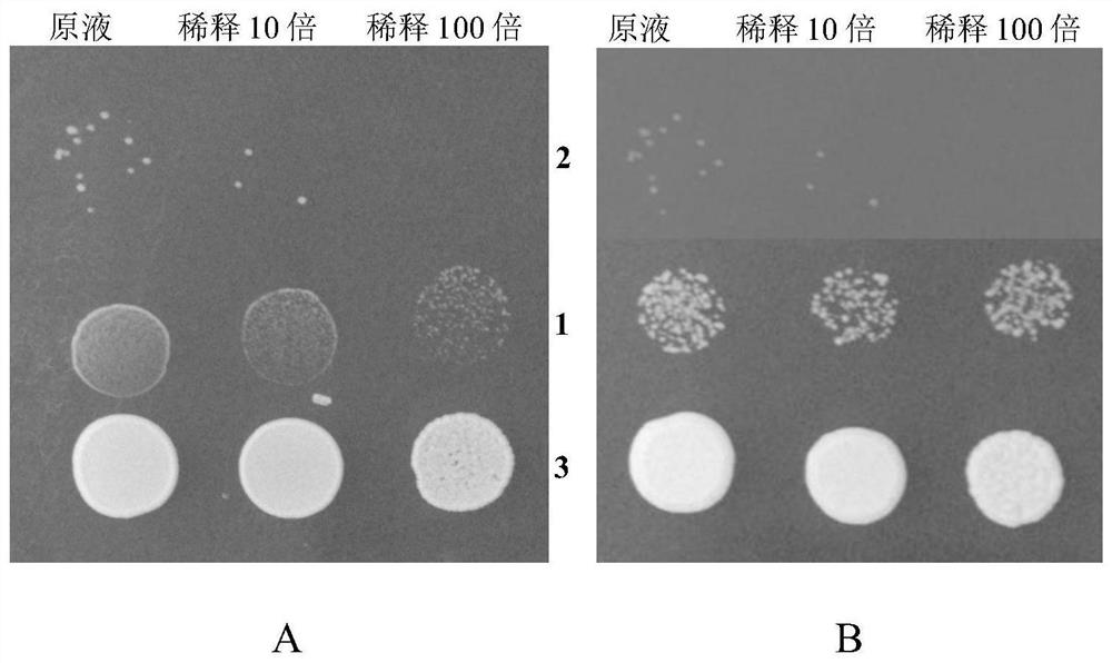 Tobacco kup1 gene and its application