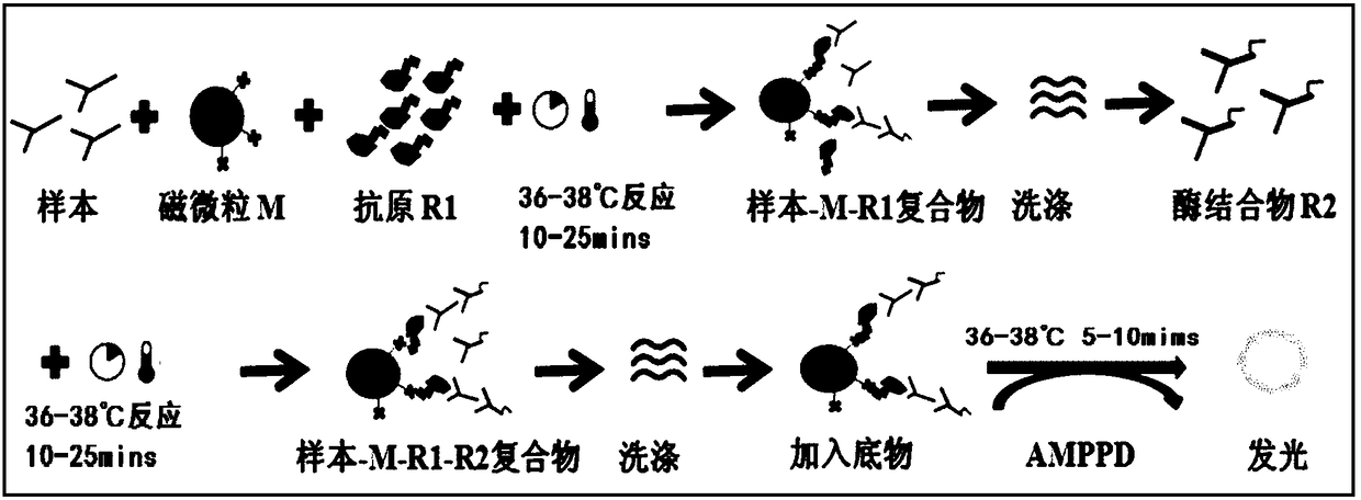 Kit for assaying anti-cyclic citrullinated peptide antibody and application thereof