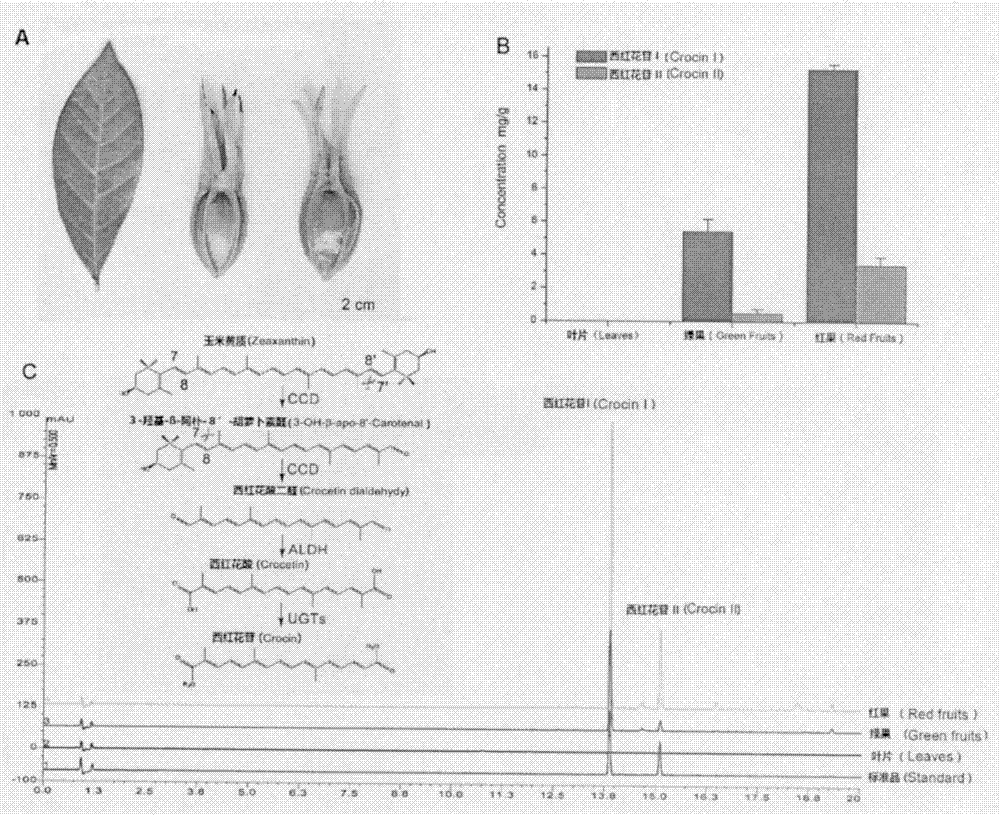 Screening and function verification of carotenoid cleavage dioxygenase encoding gene participating in synthesis of gardenia jasminoides ellis crocin