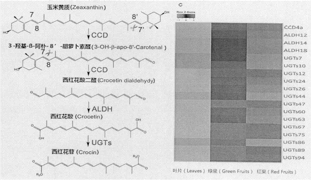 Screening and function verification of carotenoid cleavage dioxygenase encoding gene participating in synthesis of gardenia jasminoides ellis crocin