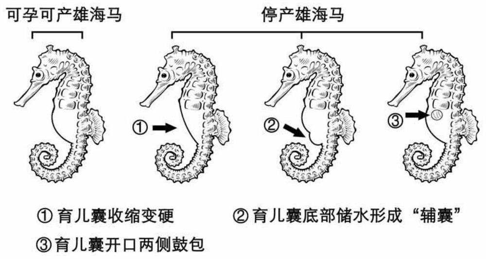 Breeding method for promoting reproduction of male parent fish of hippocampus erectus during production stopping