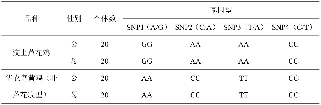 Identification method of sex-linkage Luhua chicken genotype of Chinese native chickens