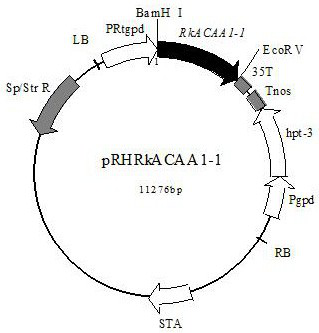 3-ketoacyl-CoA thiolase gene RkACAA1-1 and application thereof