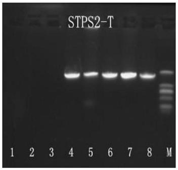 Sindora glabra sesquiterpenoid synthase SgSTPS2 as well as encoding gene and application thereof