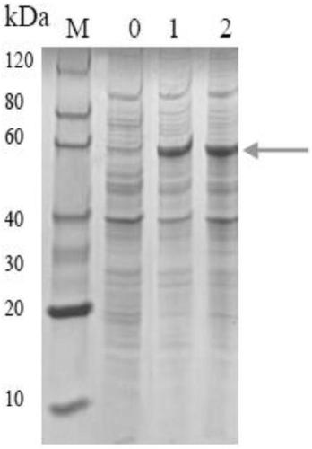 Sindora glabra sesquiterpenoid synthase SgSTPS2 as well as encoding gene and application thereof