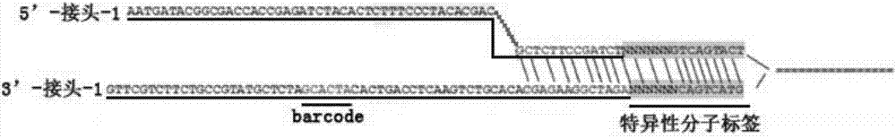 SNP molecular marker for detecting heterogenous cfDNA, detecting method and application