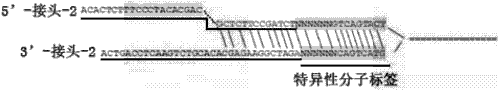 SNP molecular marker for detecting heterogenous cfDNA, detecting method and application