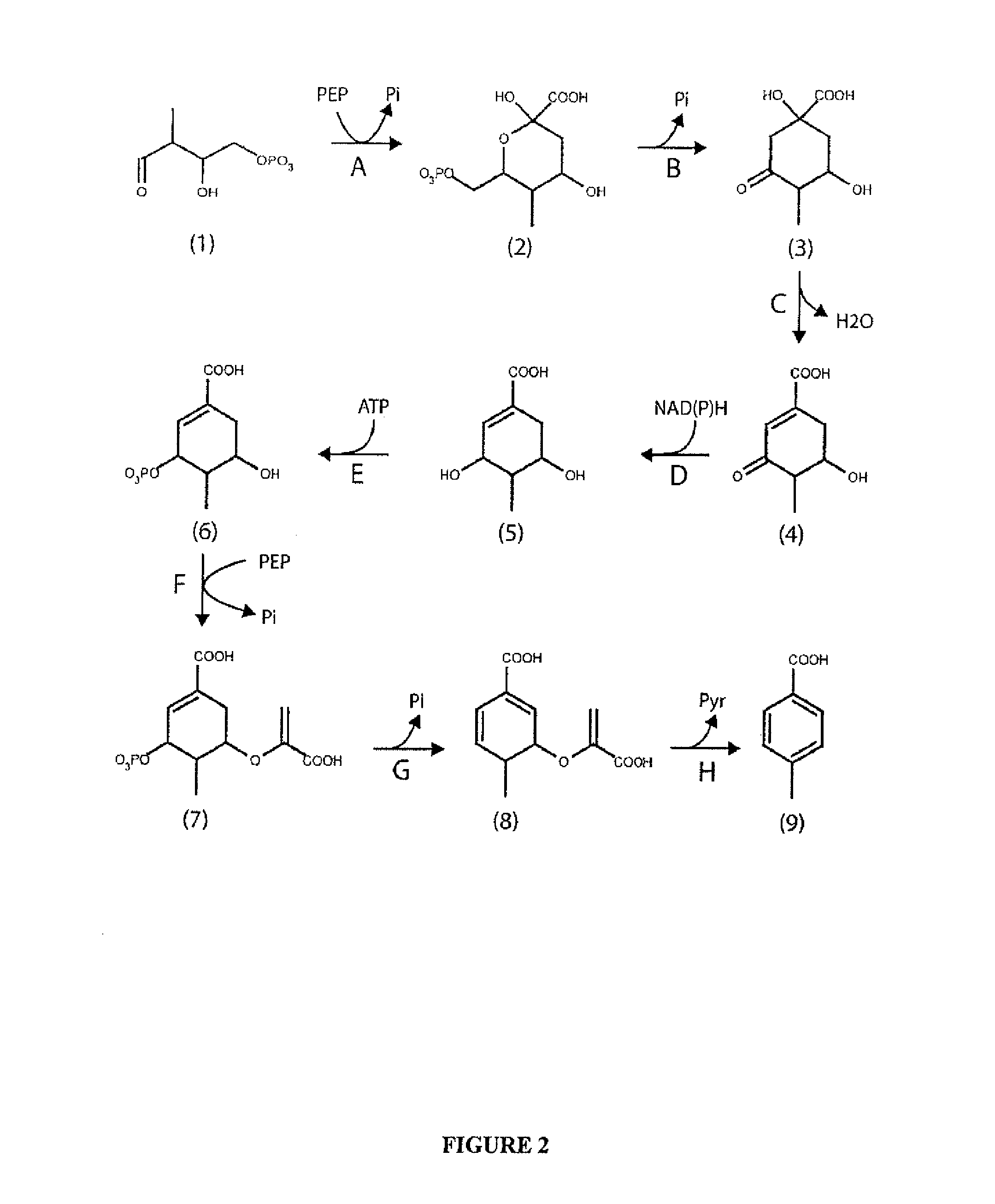 Microorganisms and methods for the biosynthesis of (2-hydroxy-3methyl-4-oxobutoxy) phosphonate