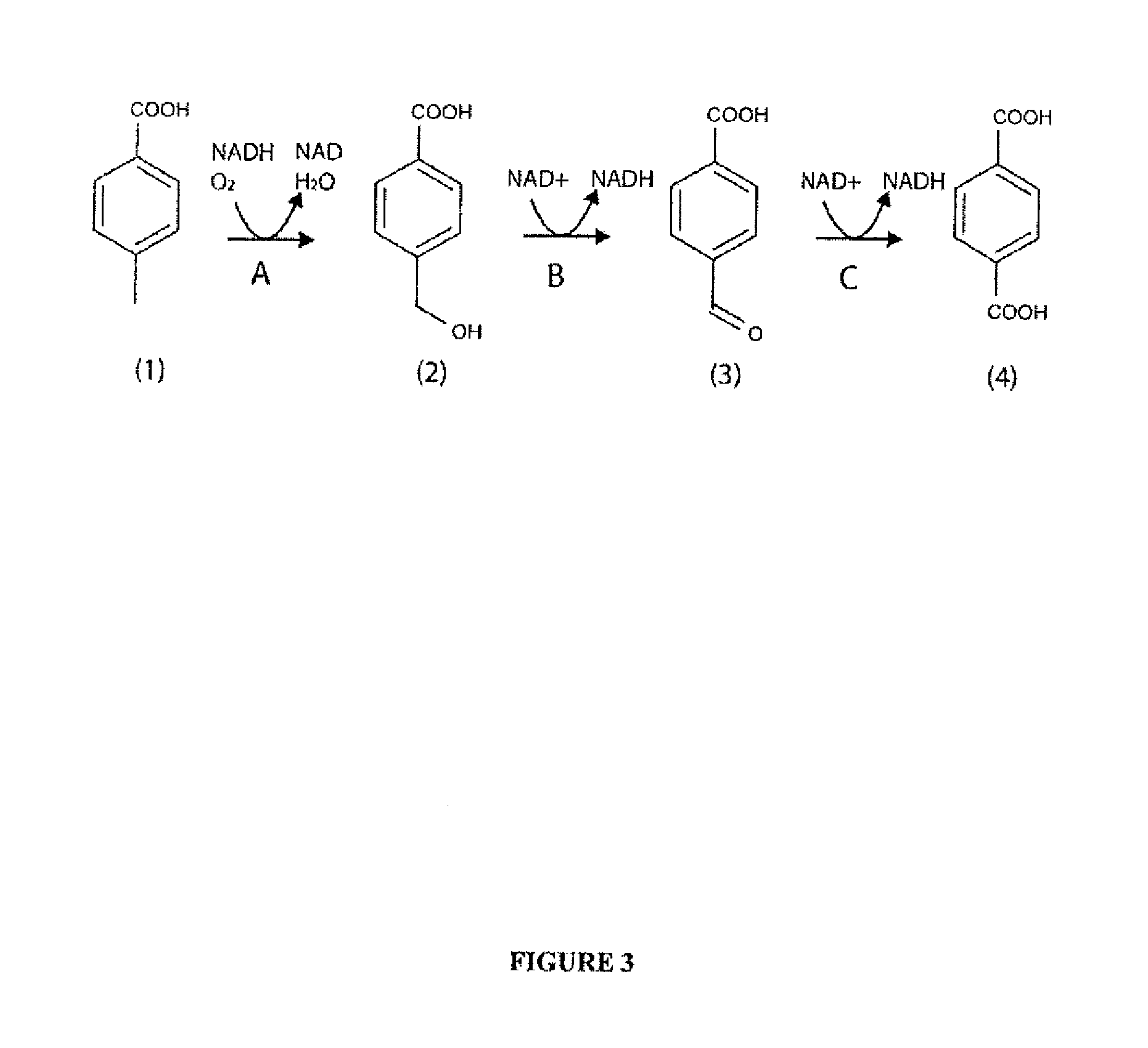 Microorganisms and methods for the biosynthesis of (2-hydroxy-3methyl-4-oxobutoxy) phosphonate