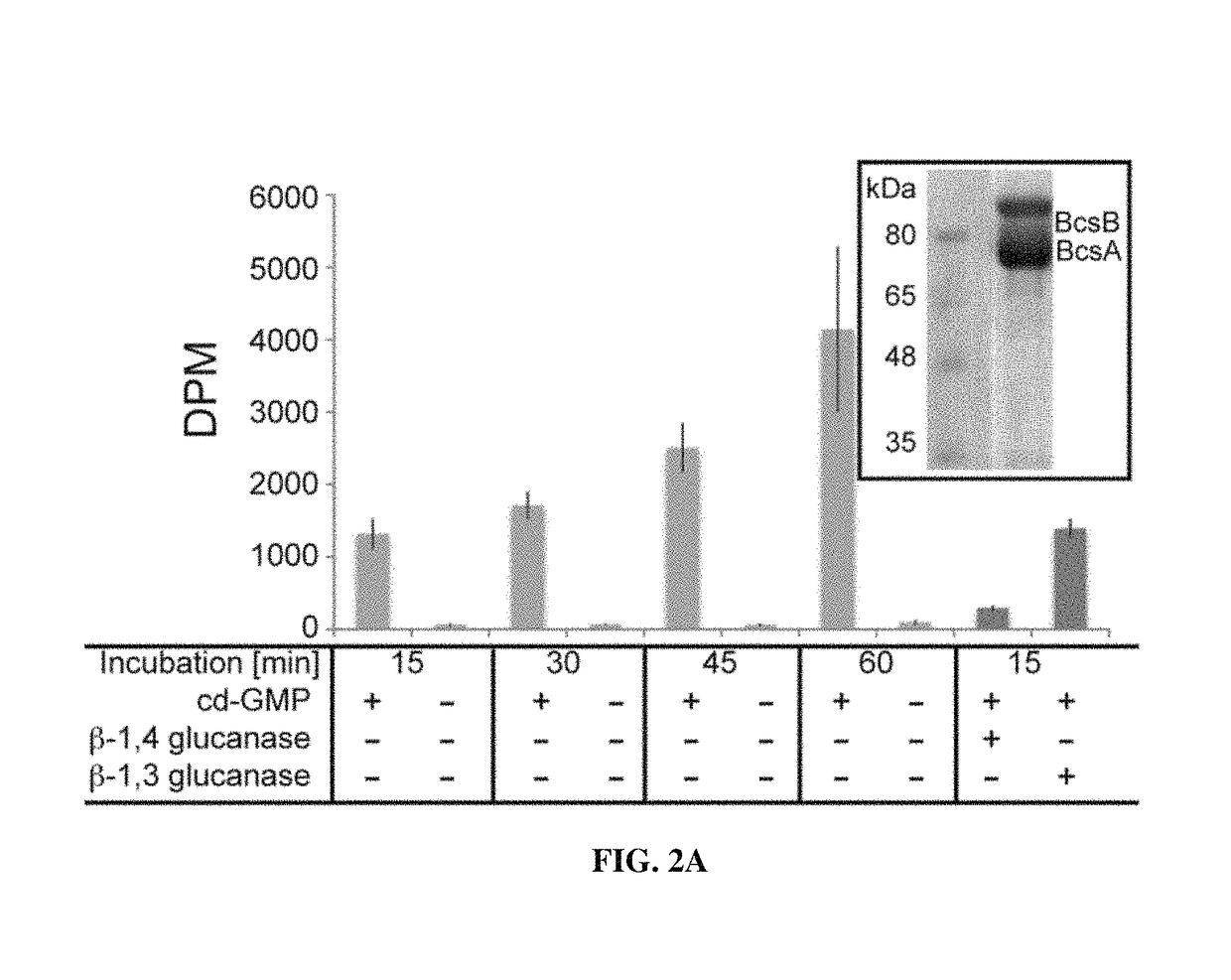 Method for synthesizing cellulose in vitro