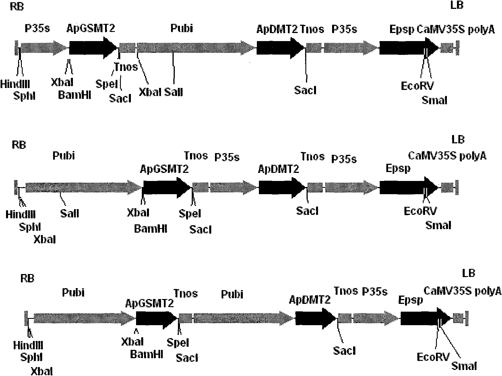 Methyl transferase gene in betaine synthesis path and modification and application thereof