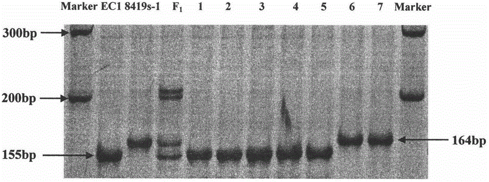 Molecular marker Indel-T-47 for close linkage with cucumber parthenocarpic main-effect QTL (quantitative trait loci)