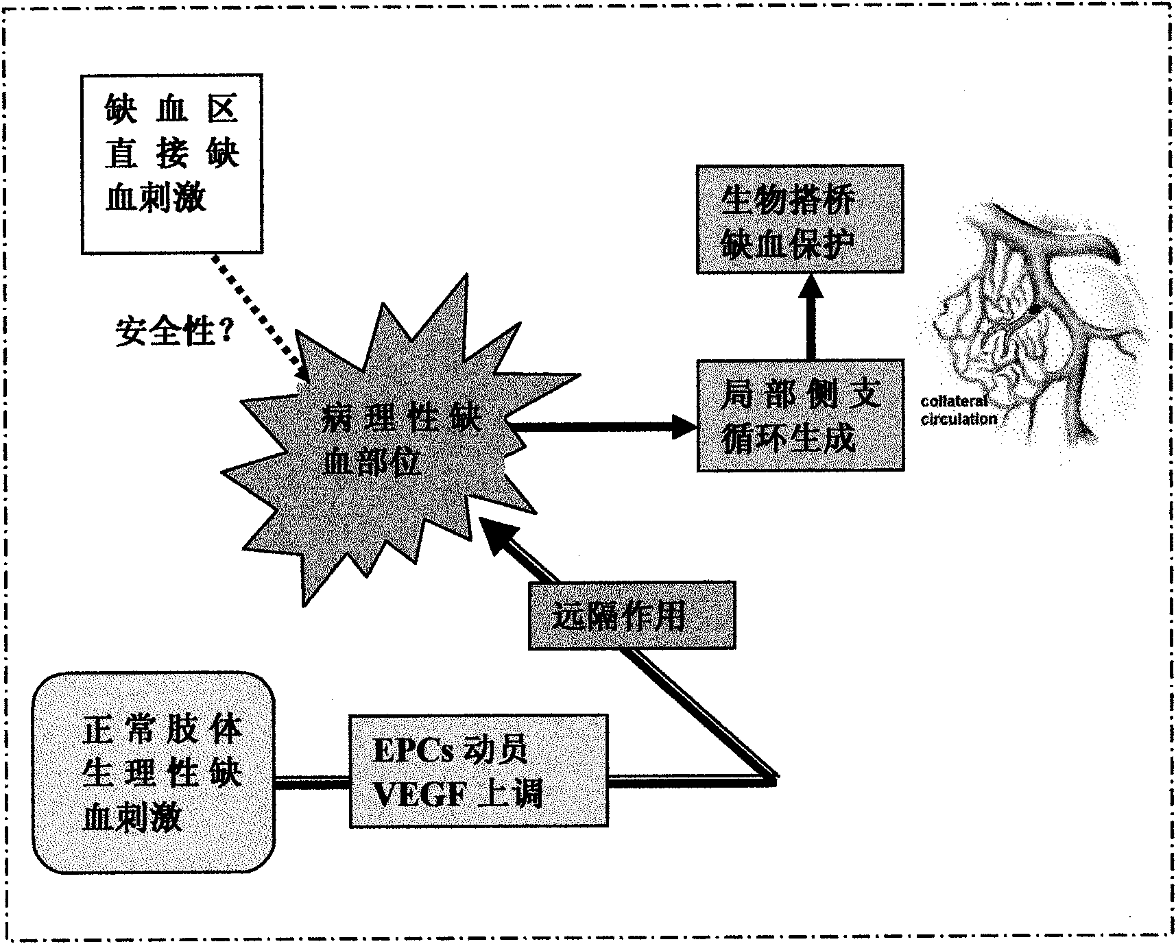 Device for promoting pathologic ischemia position collateral circulation formation through physiological ischemia training