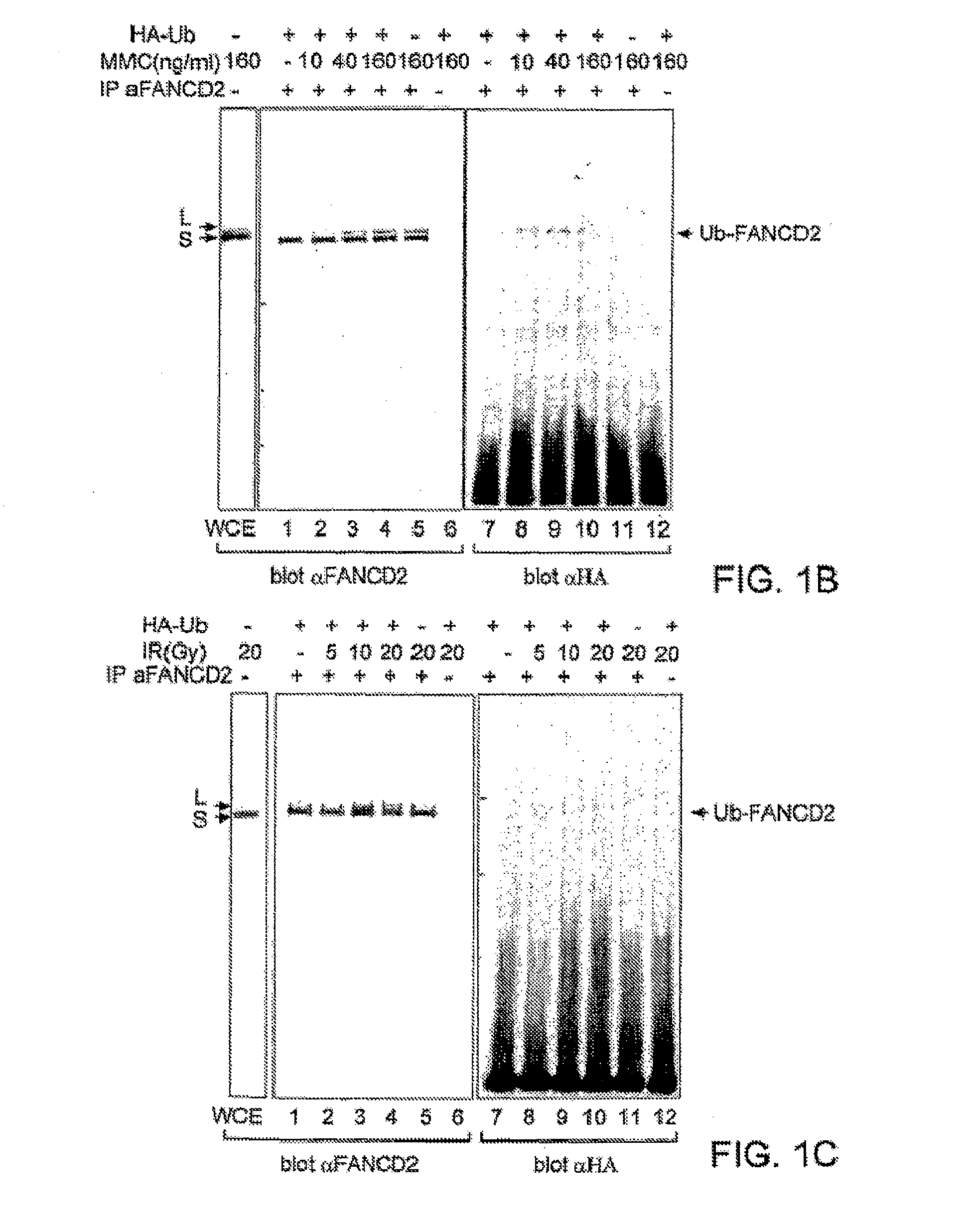 Methods and Compositions for the Diagnosis of Cancer Susceptibilities and Defective DNA Repair Mechanisms and Treatment Thereof