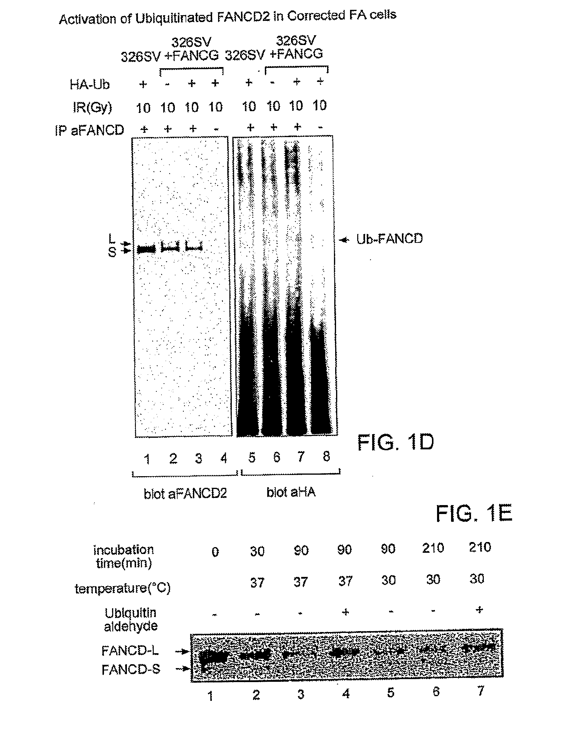 Methods and Compositions for the Diagnosis of Cancer Susceptibilities and Defective DNA Repair Mechanisms and Treatment Thereof